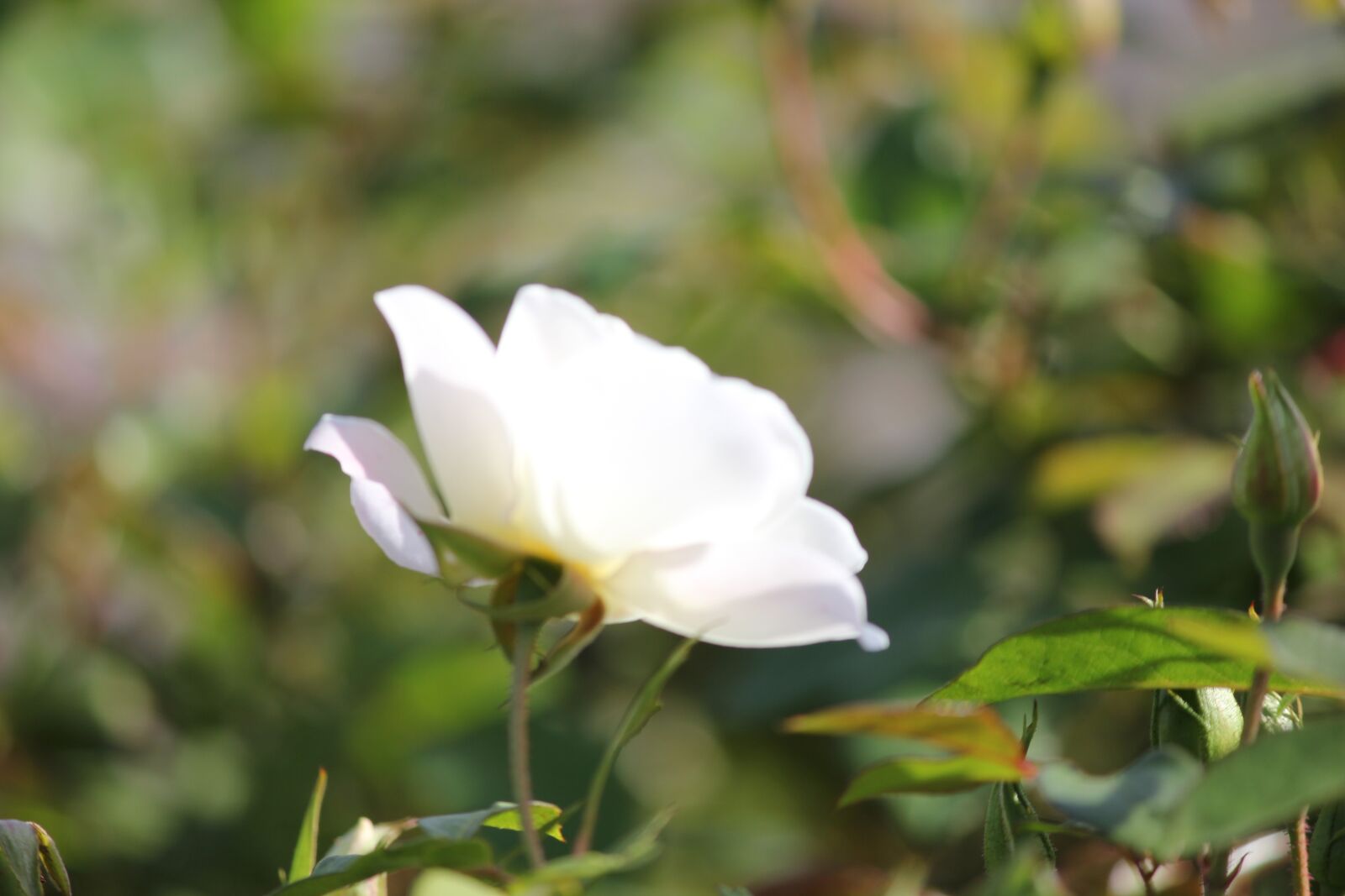 Canon EOS 550D (EOS Rebel T2i / EOS Kiss X4) sample photo. White, nature, roses photography