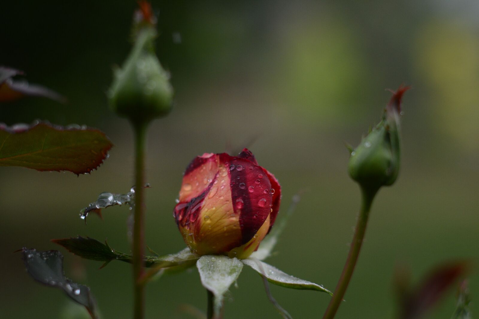 Nikon D7100 sample photo. Pink, rose, water photography