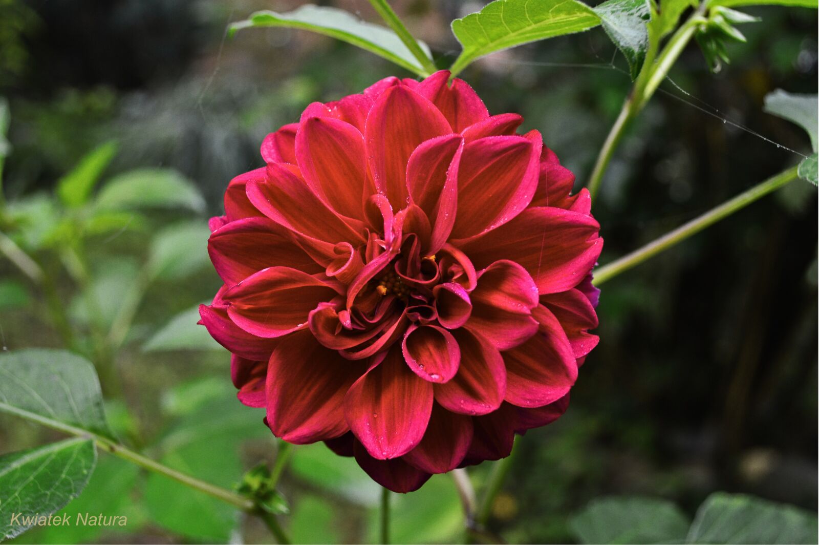 Nikon D3200 sample photo. Flower, garden, house photography