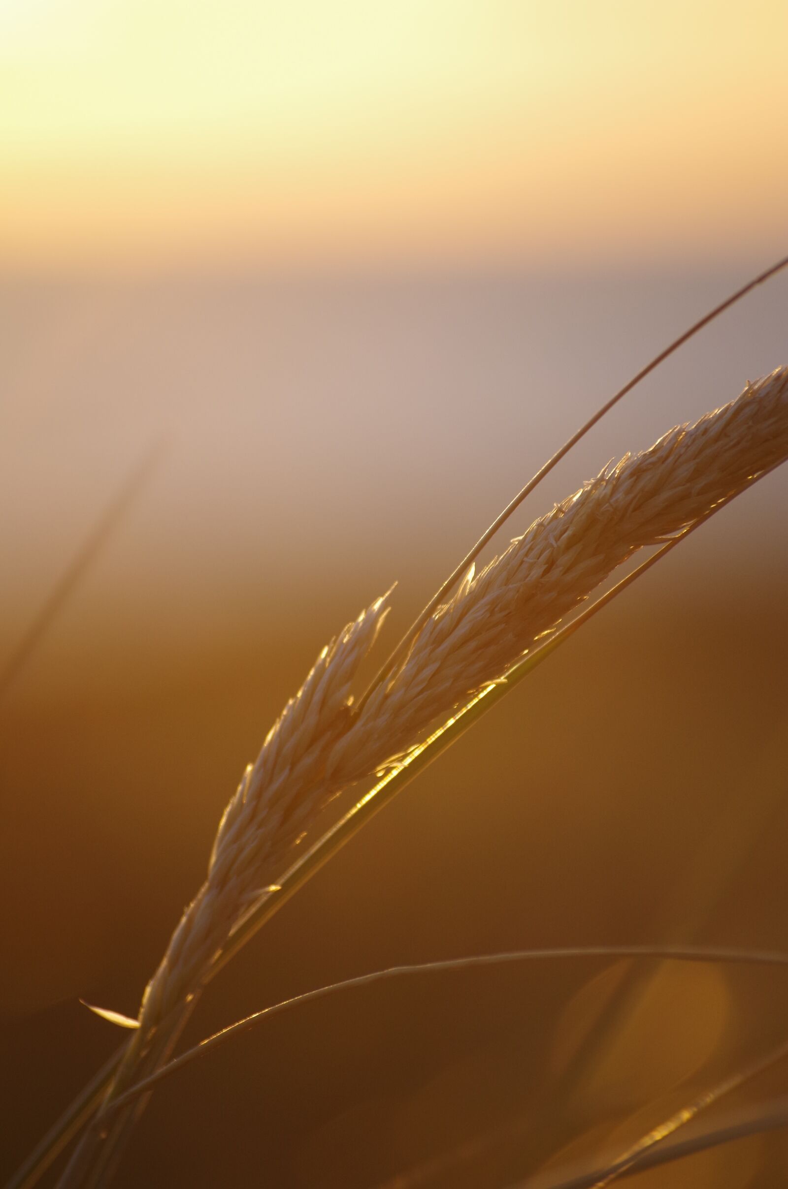 Pentax K-30 sample photo. Summer, sunset, abendstimmung photography