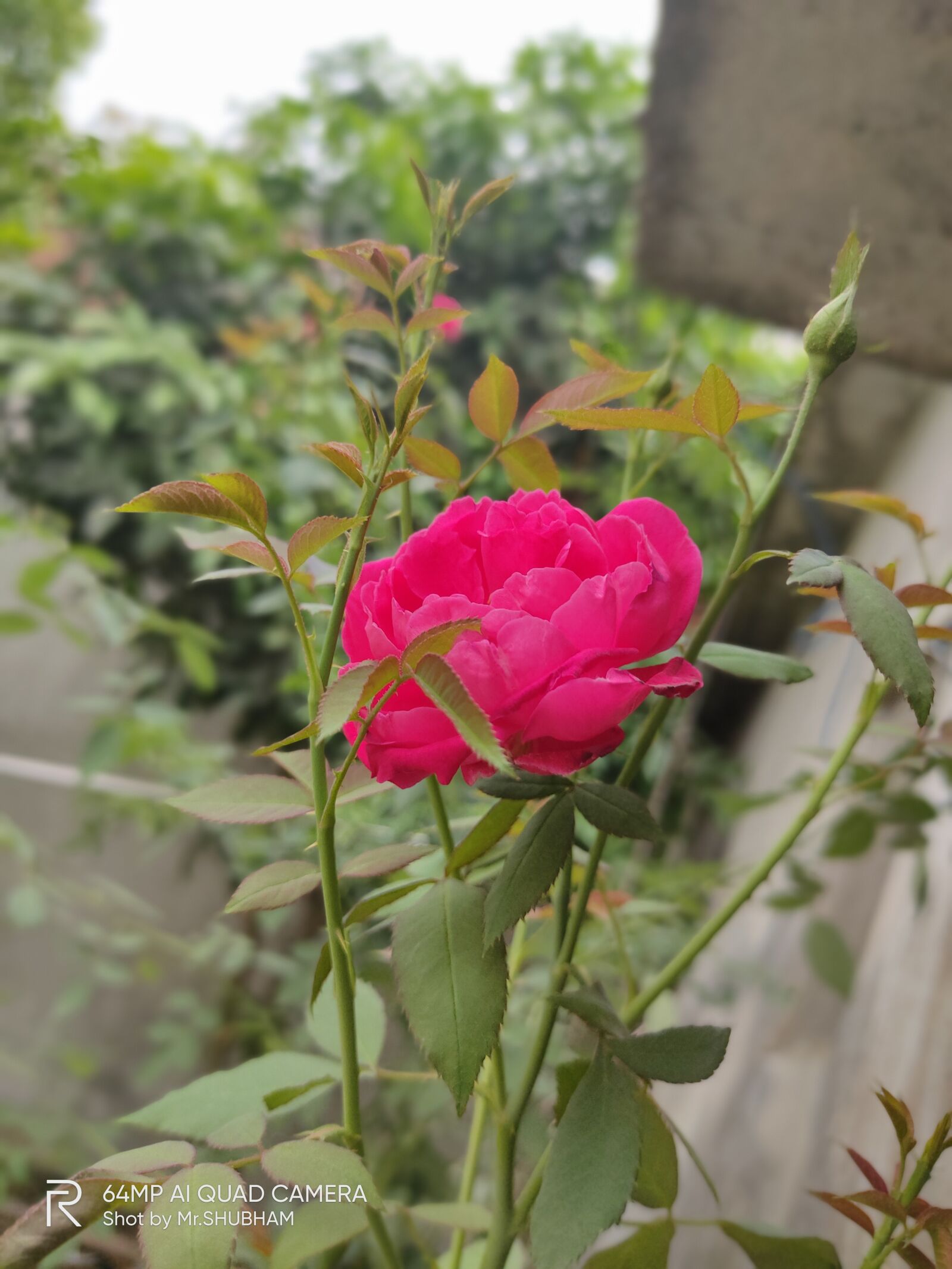 Realme XT sample photo. Stem of plants, red photography