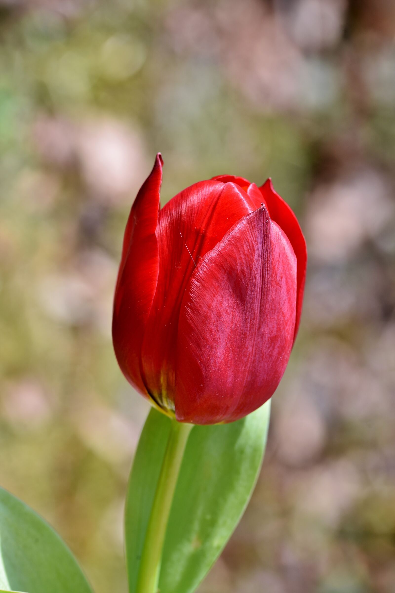 Nikon D7200 sample photo. Tulip, tulpenbluete, tulip field photography