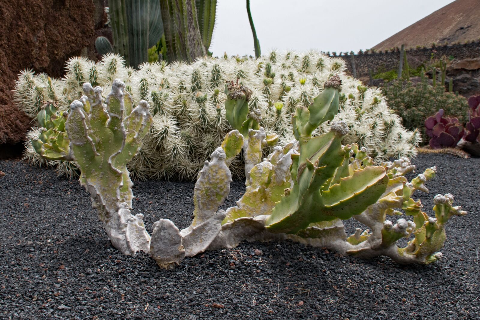 Nikon D5300 sample photo. Jardin de cactus, cactus photography