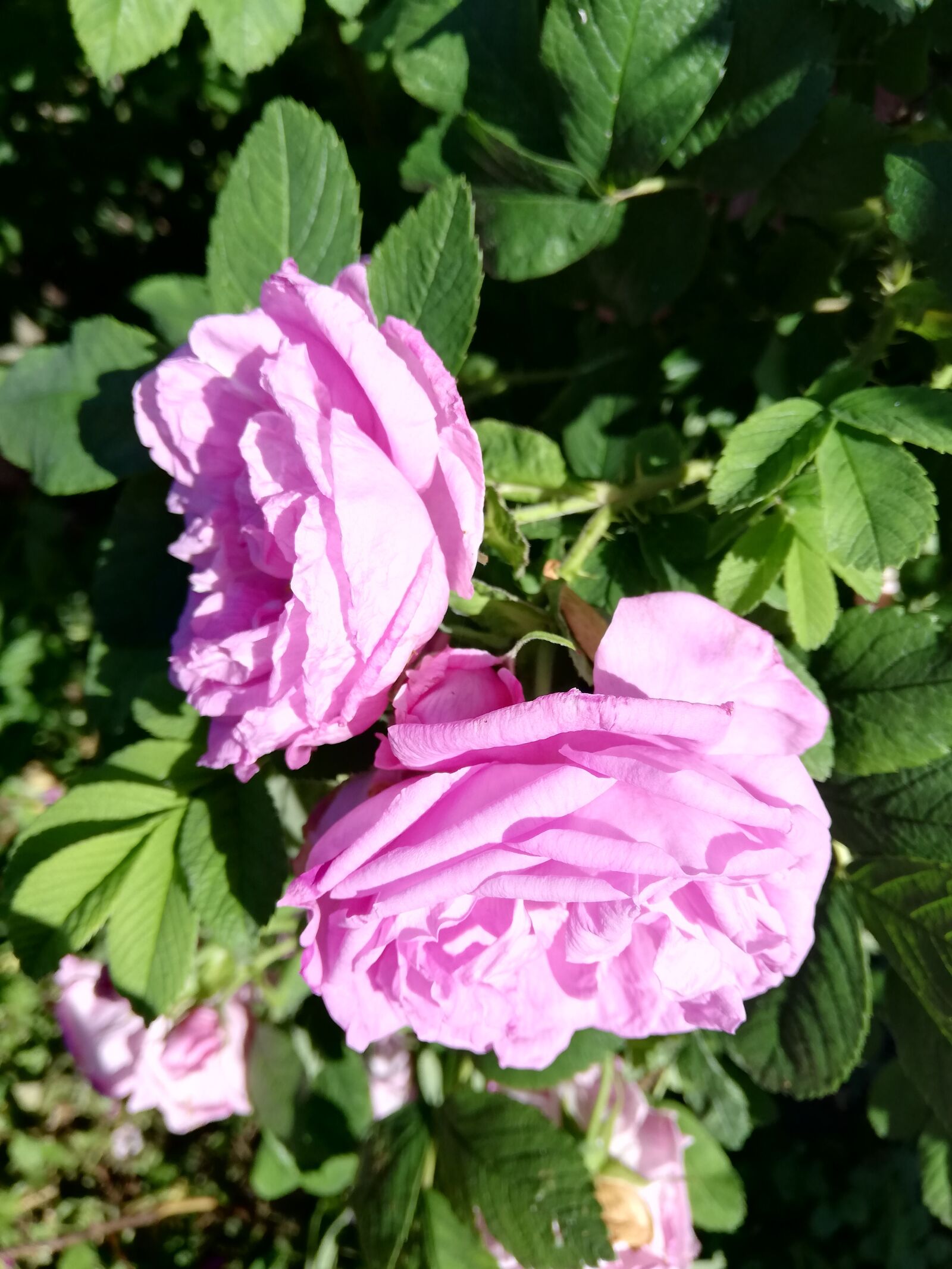 HUAWEI P20 lite sample photo. Rose, bush, pink photography