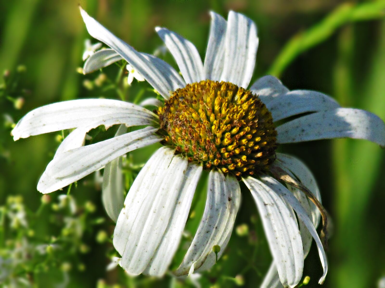 Canon PowerShot SX30 IS sample photo. Chamomile, flower, field photography