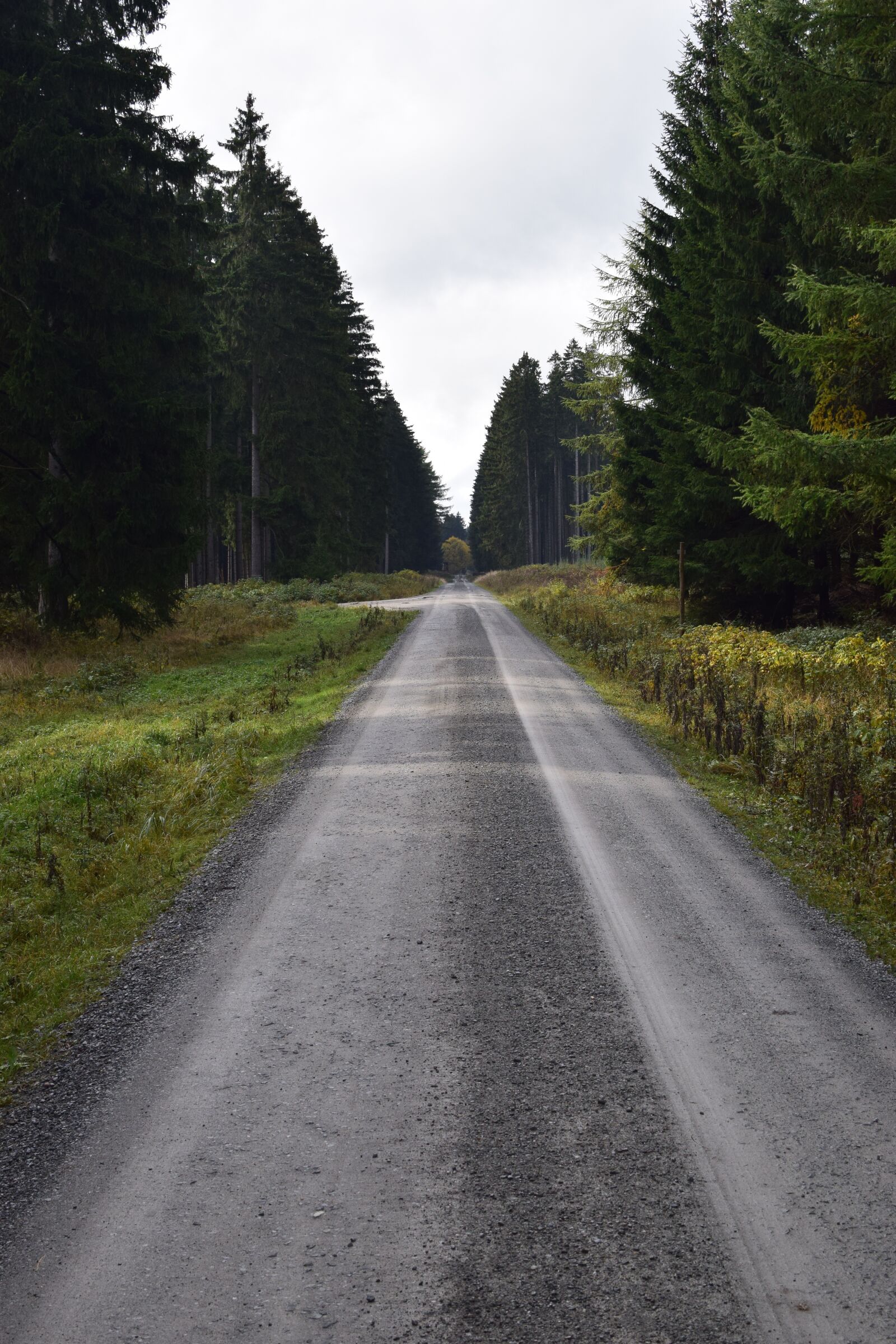 Nikon D5300 sample photo. Dirt track, forest, away photography
