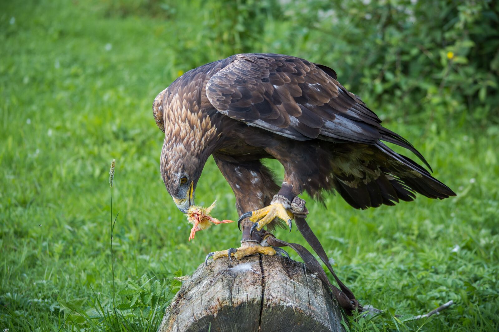 Nikon D7200 sample photo. Adler, raptor, falconry photography