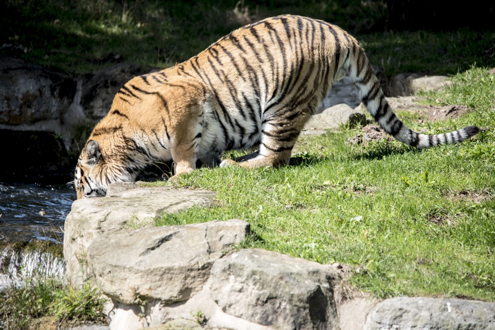 Nikon D750 sample photo. Tiger, drinking, wildlife photography
