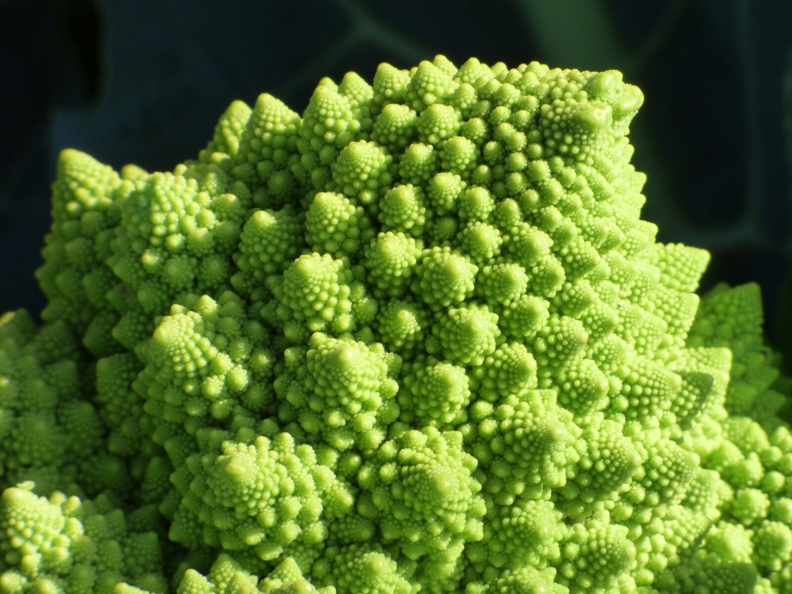 Panasonic Lumix DMC-FZ70 sample photo. Broccoli, spiral, fractal photography