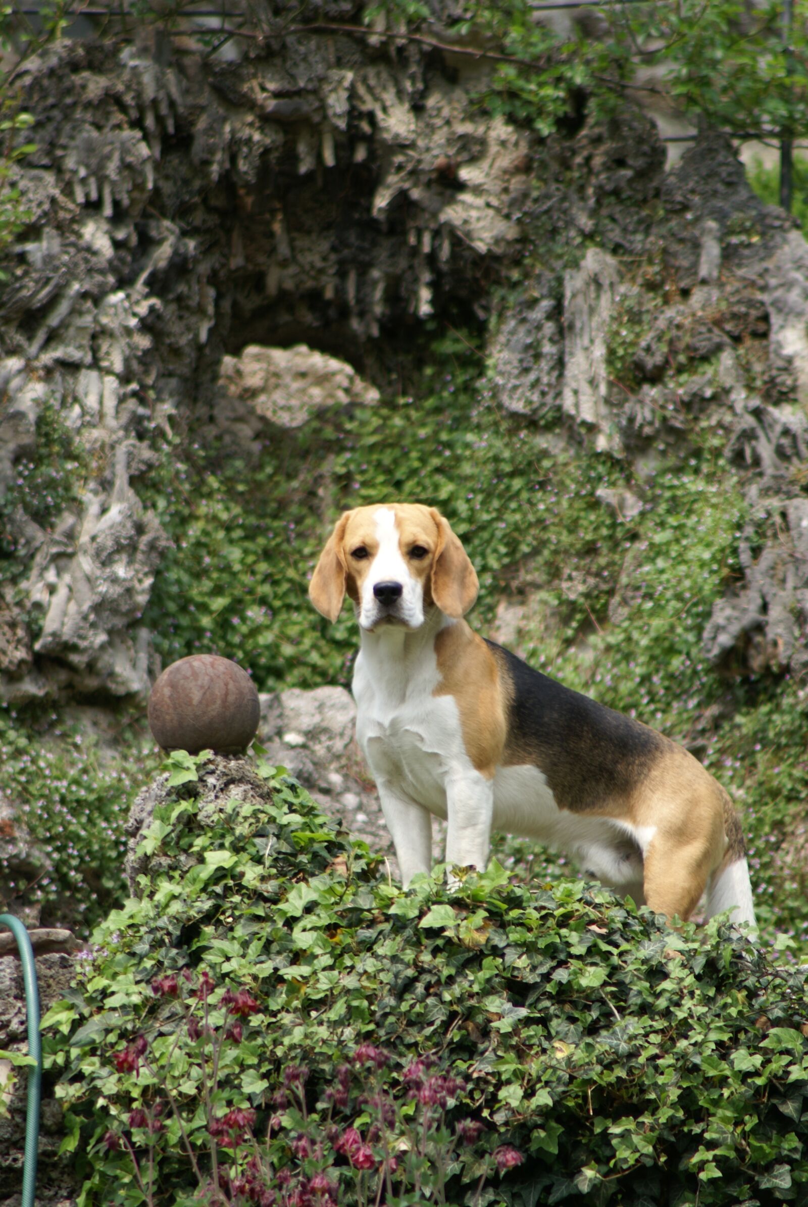 Sony Alpha DSLR-A100 sample photo. Beagle, hunting dog, purebred photography
