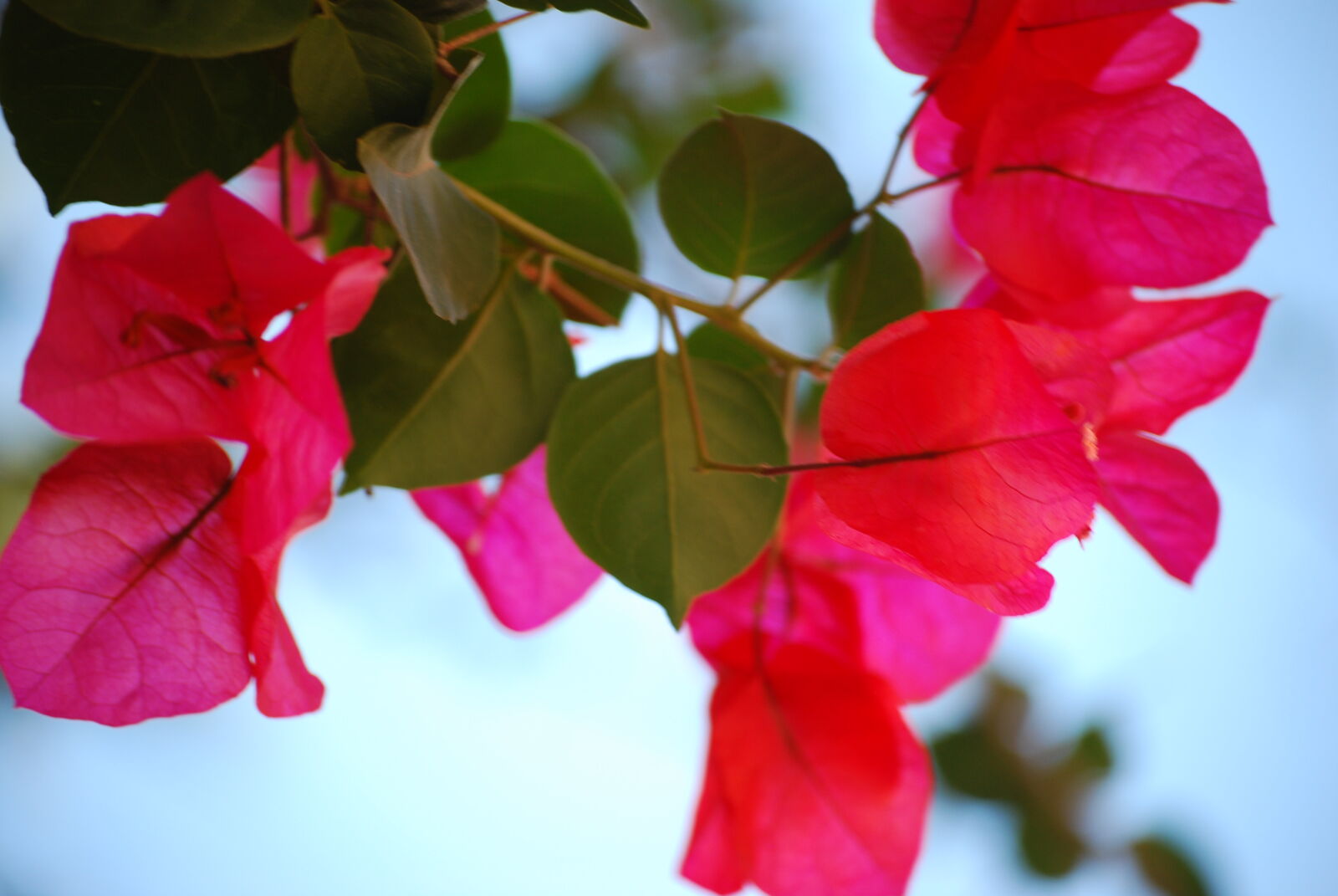 Nikon D40X sample photo