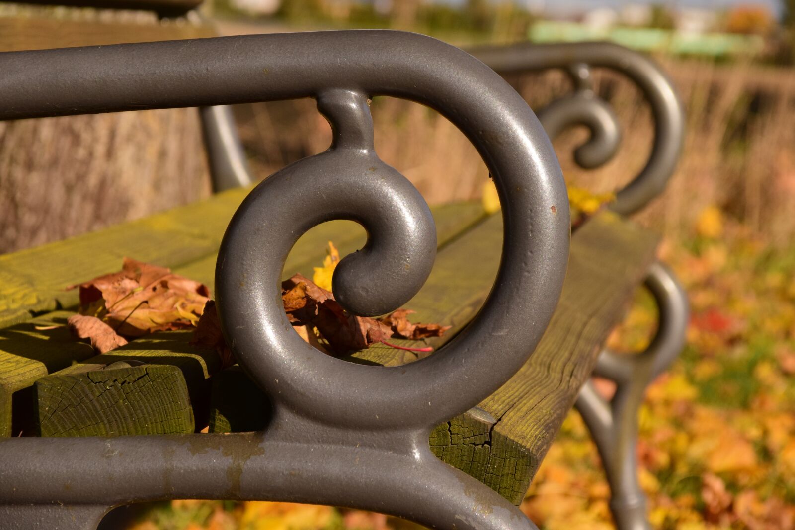 Nikon D3300 sample photo. Autumn, mood, nature photography