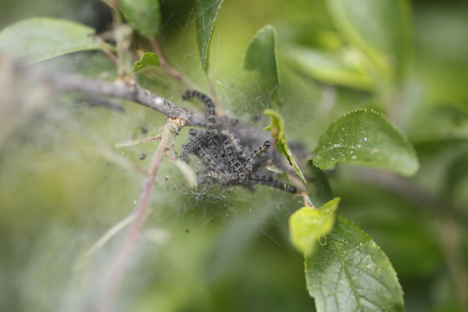Canon EF 100mm F2.8L Macro IS USM sample photo. Silkworm, caterpillar, vermin photography