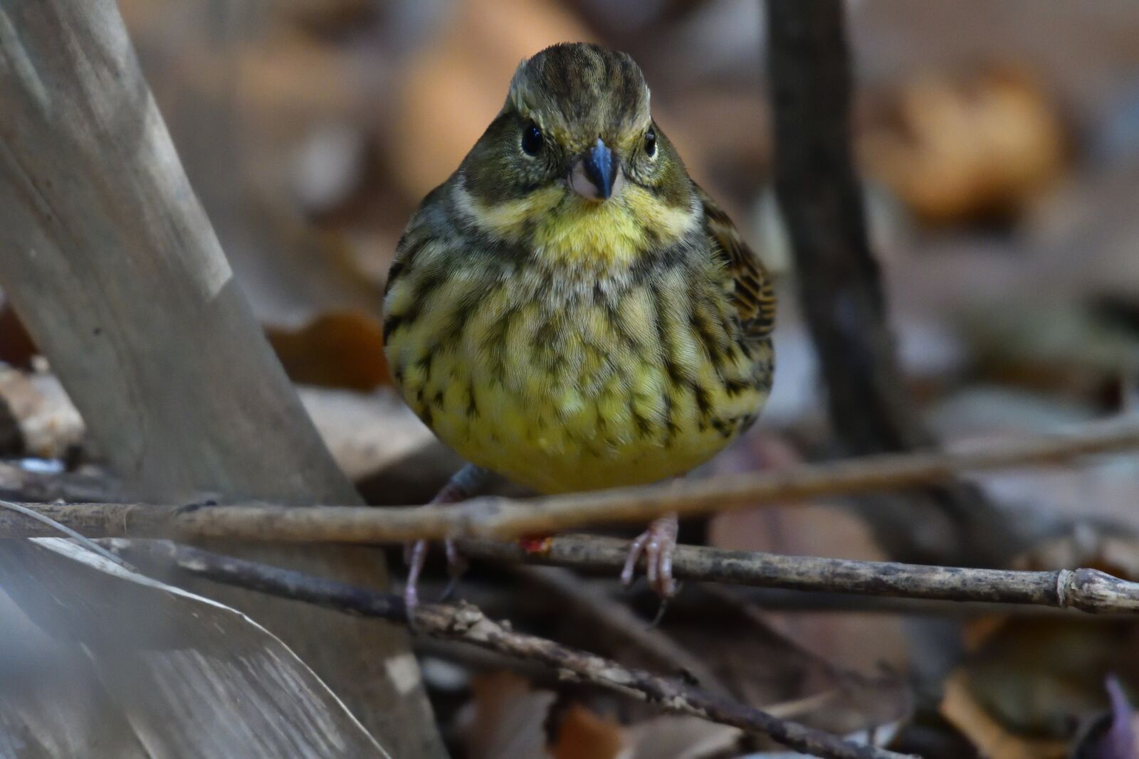 Nikon D500 sample photo. Natural, wild animals, bird photography