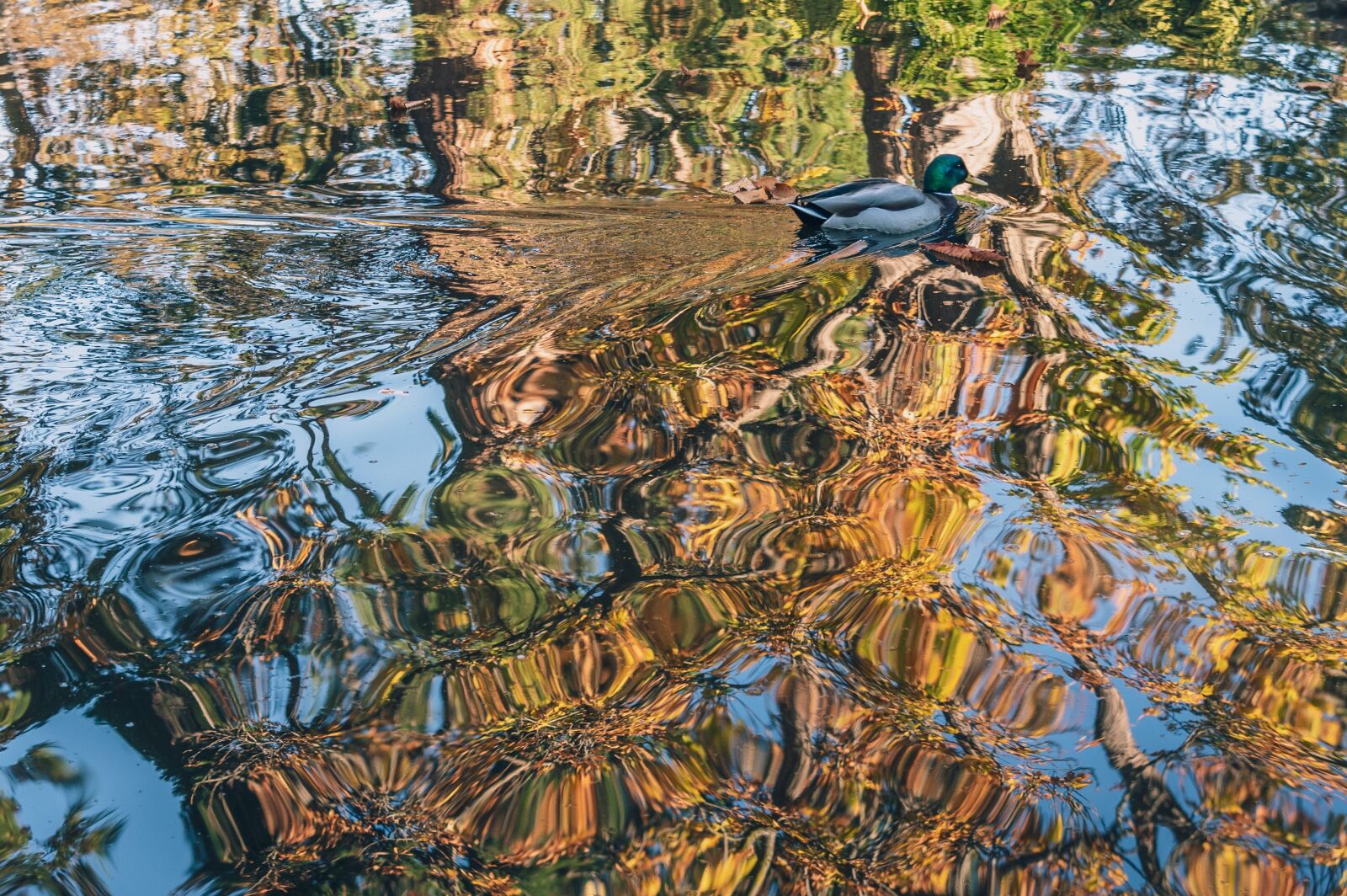 Nikon D750 sample photo. Duck, ripples, fall photography