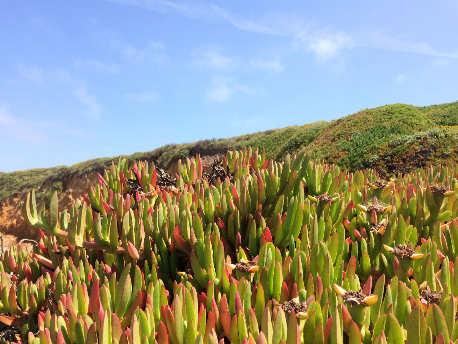 iPhone 5s back camera 4.15mm f/2.2 sample photo. Pacific coast, california, landscape photography