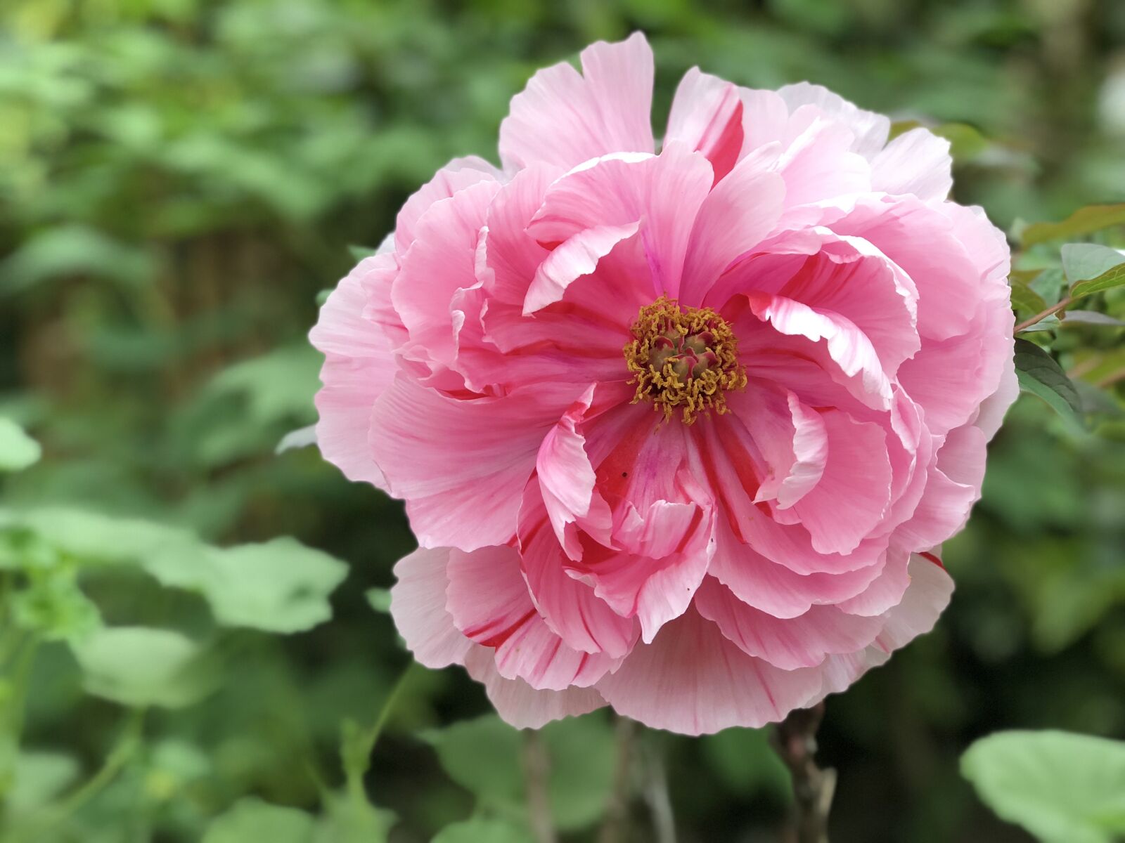 iPhone 8 Plus back dual camera 6.6mm f/2.8 sample photo. Flower, plant, nature photography