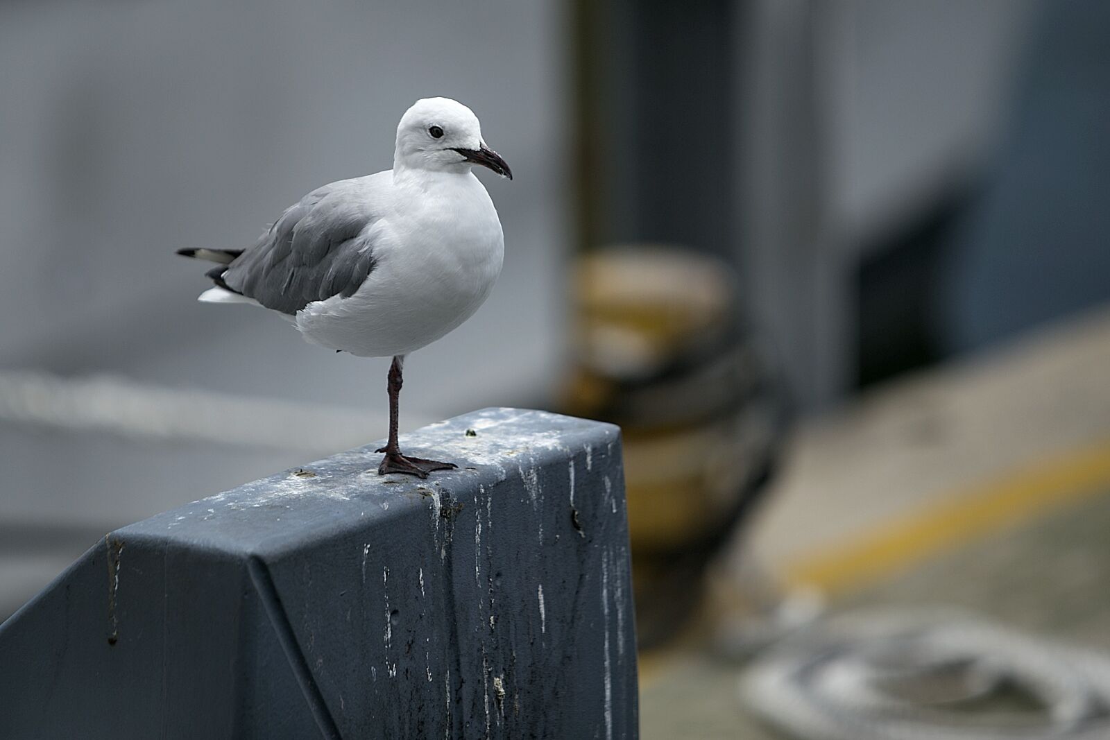 Canon EOS 6D + Canon EF 70-200mm F2.8L IS USM sample photo. Seagull, bird, nature photography