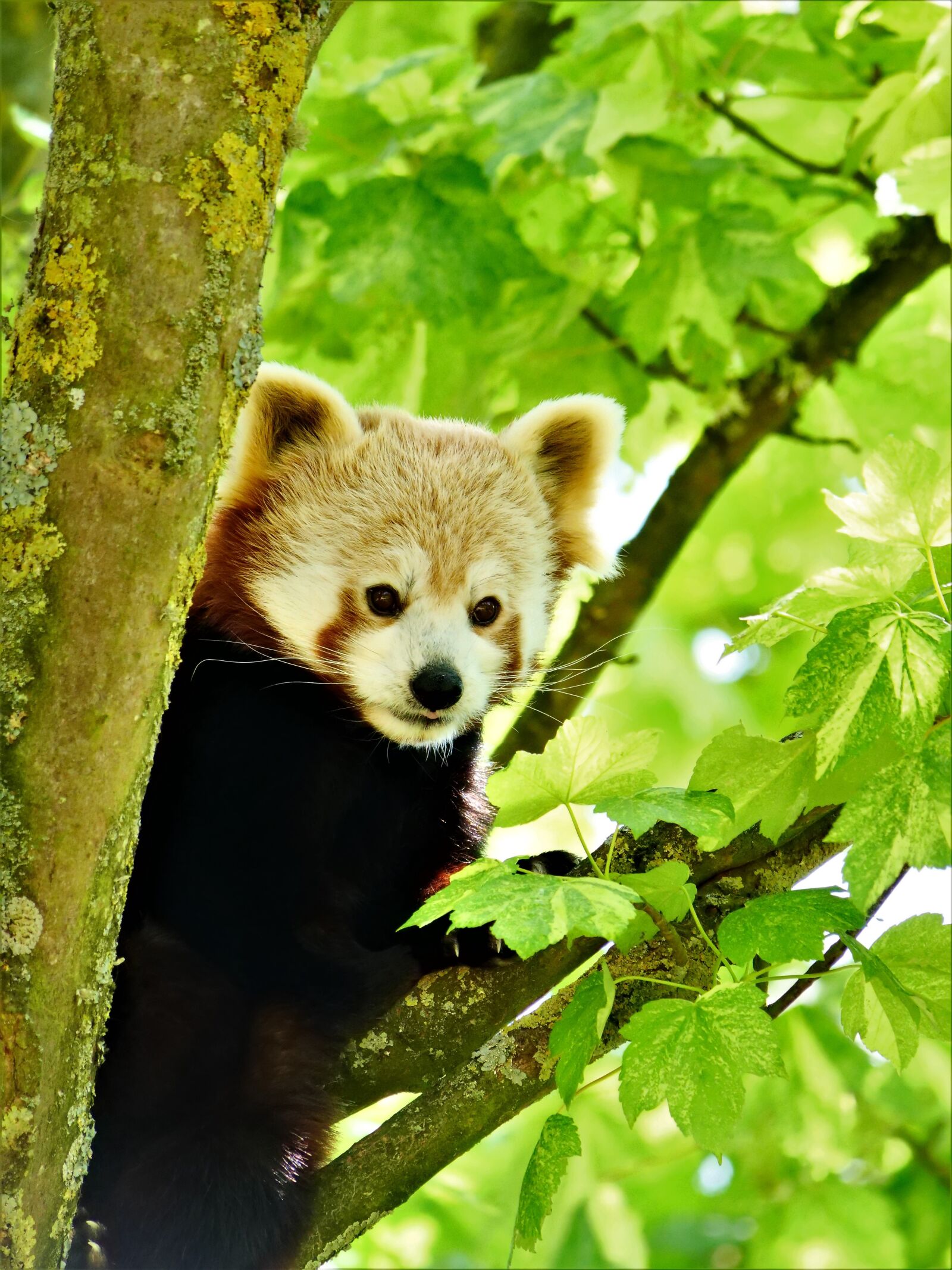 Panasonic Lumix DC-G9 sample photo. Red panda, panda, wildlife photography