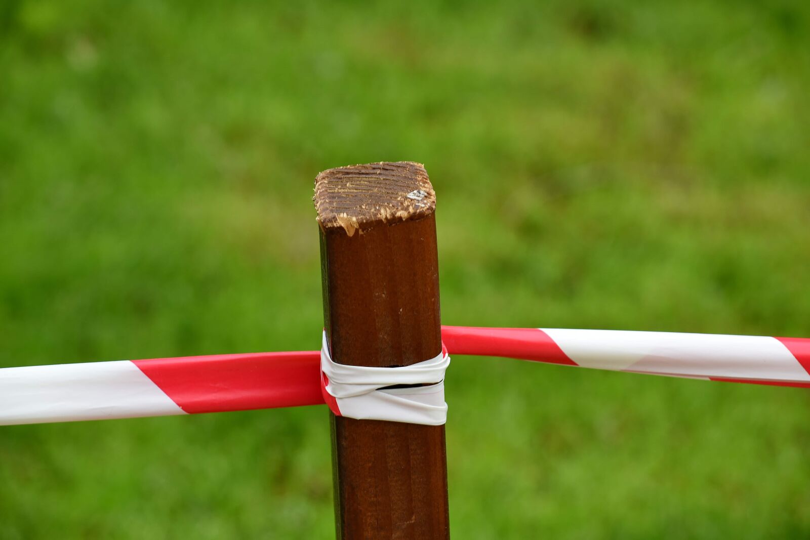 Nikon D5500 sample photo. Stick, grass, outdoors, nature photography