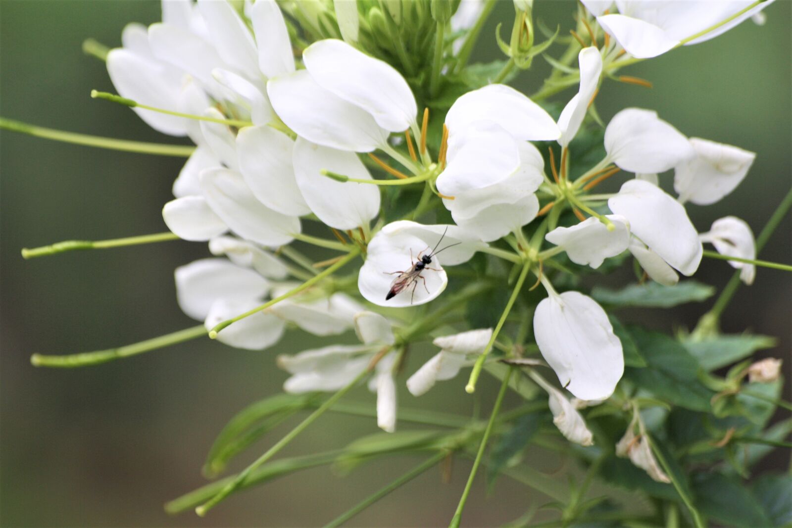 Canon EOS 1000D (EOS Digital Rebel XS / EOS Kiss F) sample photo. Petals, white, fly photography