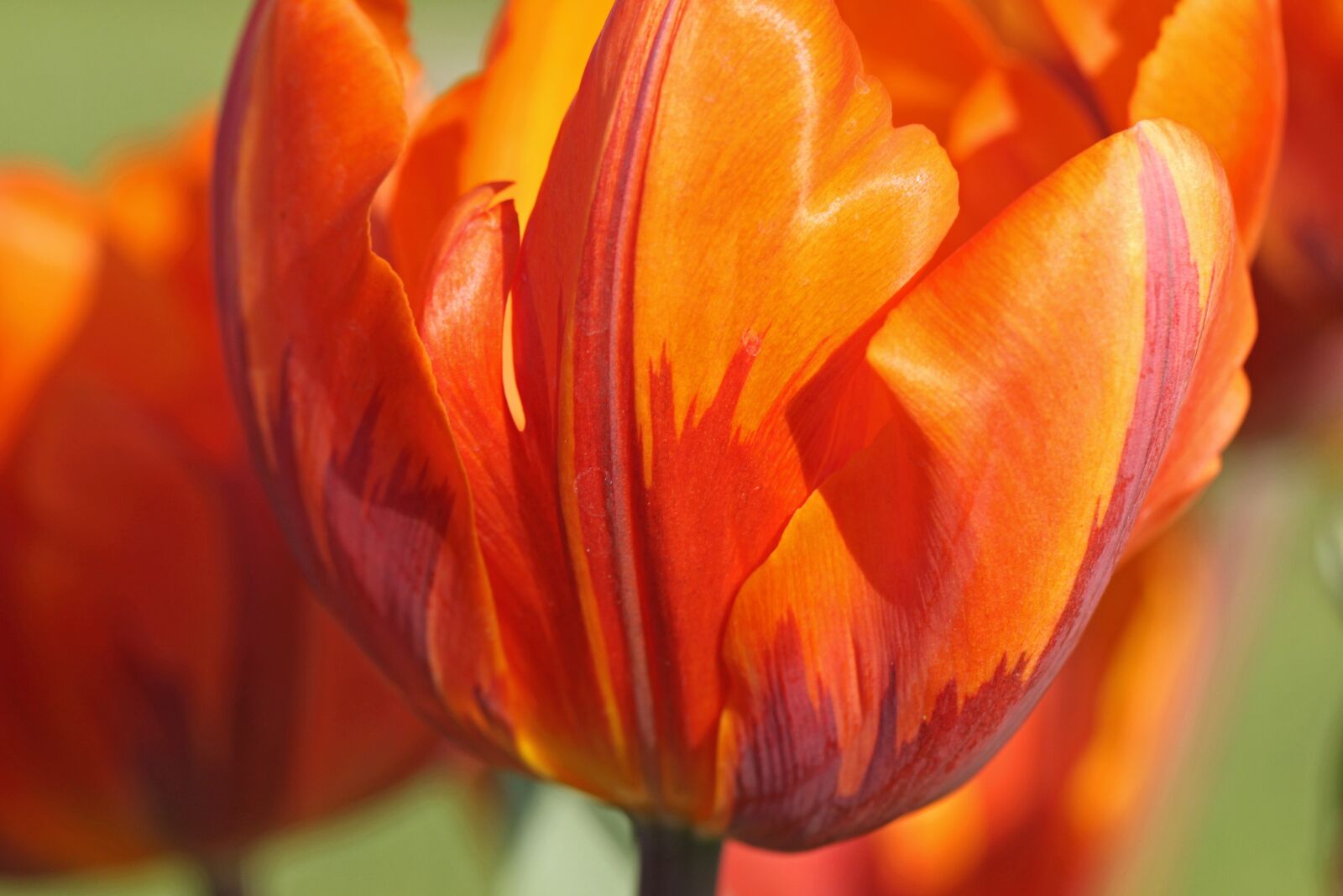Canon EOS 500D (EOS Rebel T1i / EOS Kiss X3) sample photo. Tulip, orange, red photography