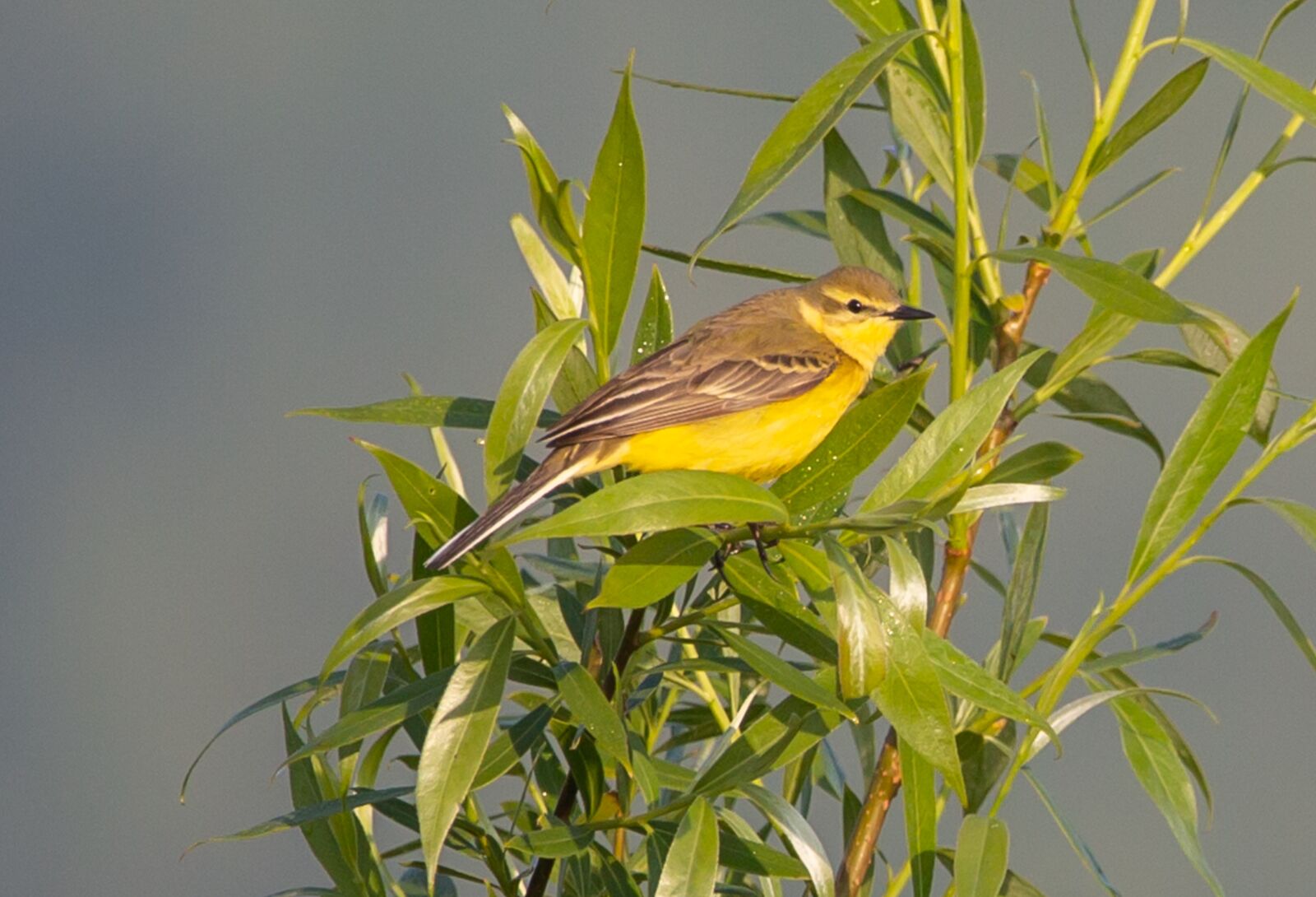 150-600mm F5-6.3 DG OS HSM | Contemporary 015 sample photo. Yellow wagtail, motacilla flava photography
