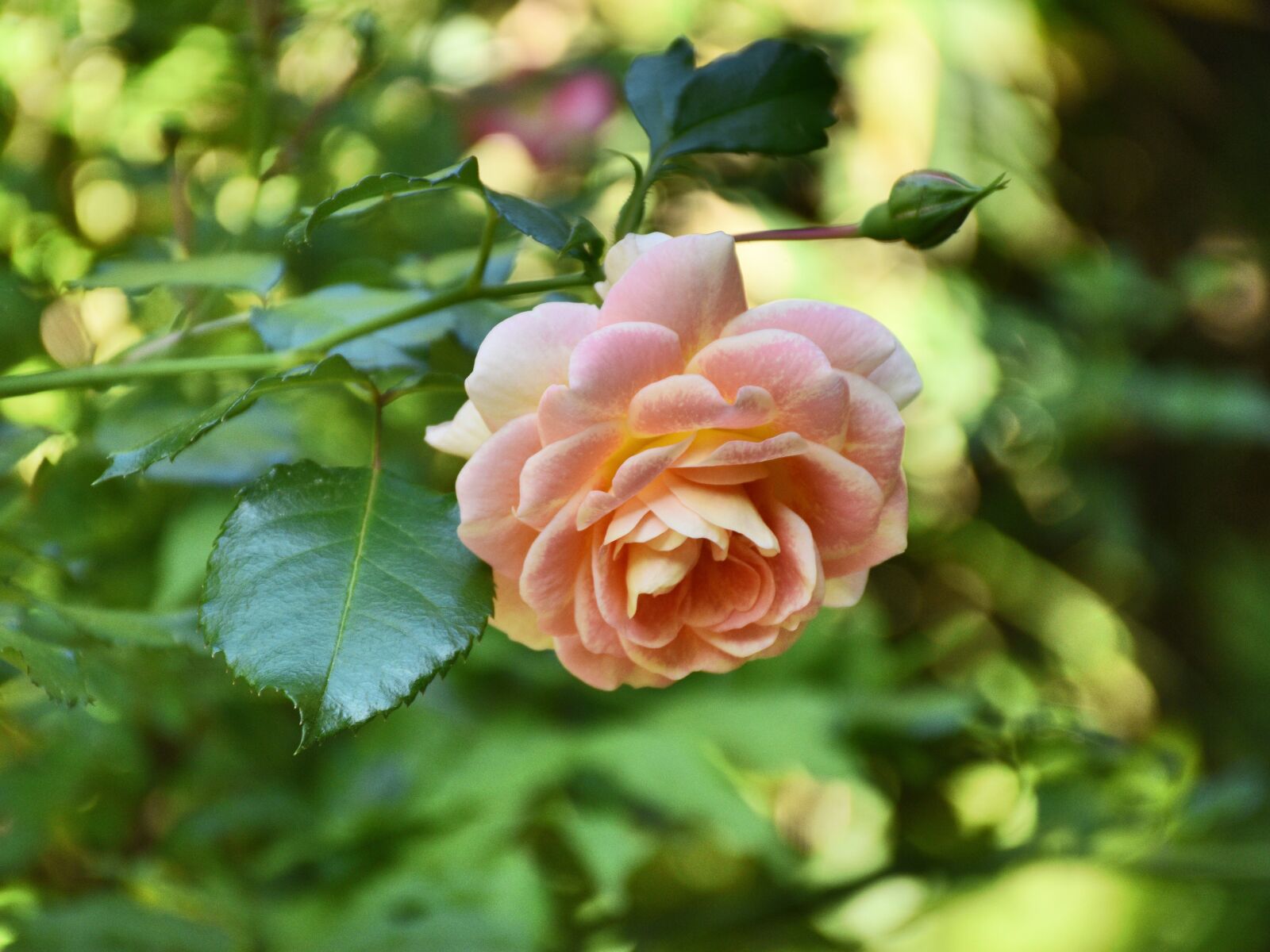 Nikon D5600 sample photo. Rose, bloom, pink photography
