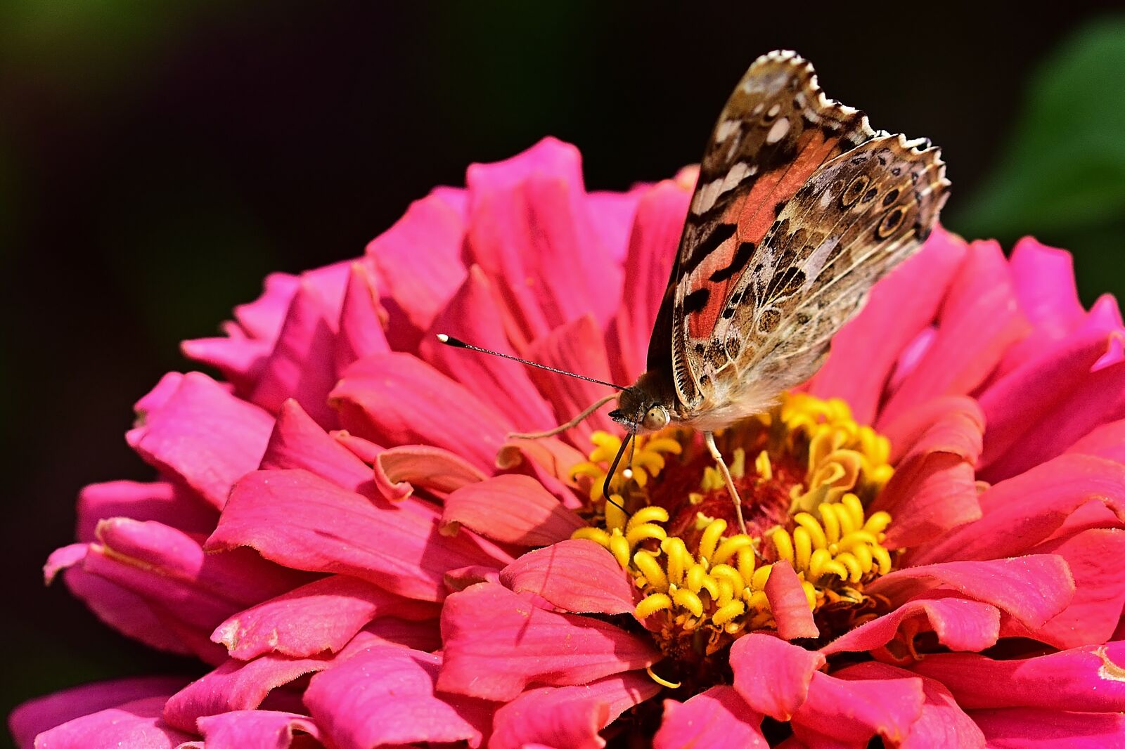 Nikon D5200 sample photo. Butterfly, zinnia, garden photography