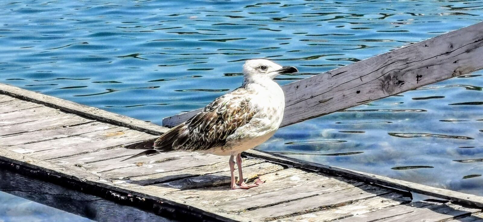HUAWEI P30 Pro sample photo. Sea, seagull, gulls photography