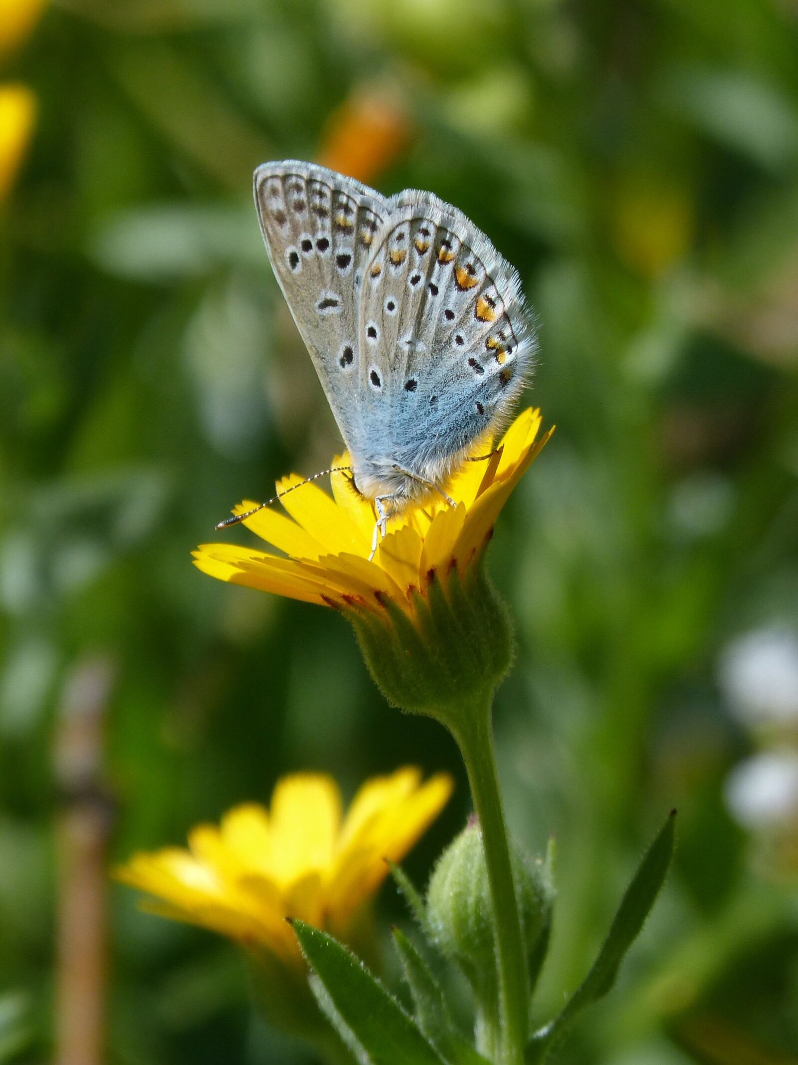 Panasonic DMC-FZ62 sample photo. Polyommatus icarus, blue butterfly photography