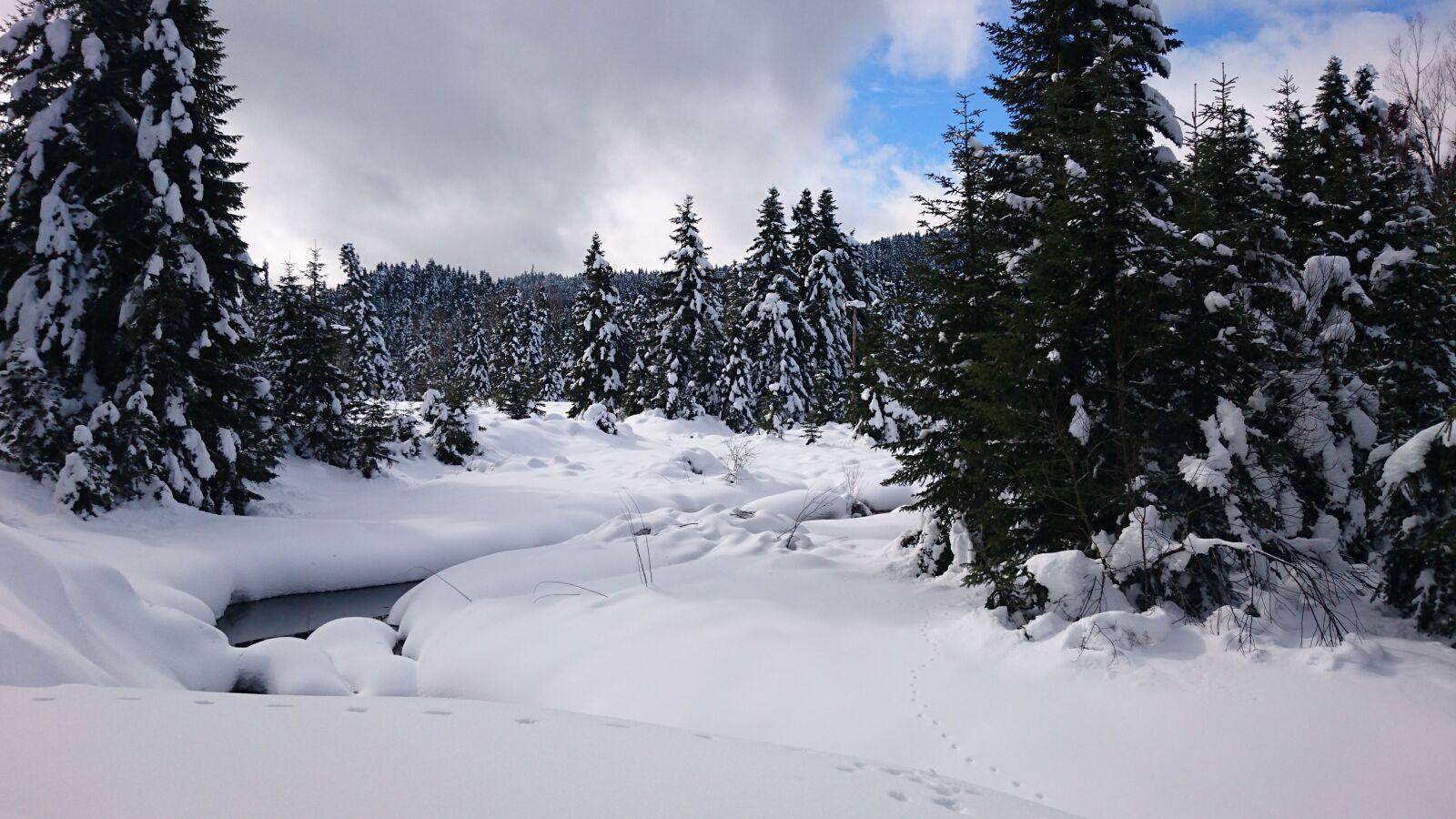 Sony Xperia Z3+ sample photo. Snow, snow, forest photography