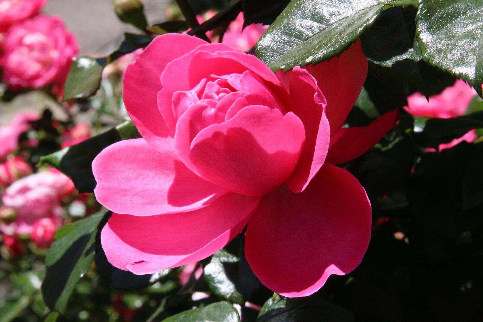 Canon EOS 70D + Canon EF 24-105mm F4L IS USM sample photo. Flowers, roses, red rose photography