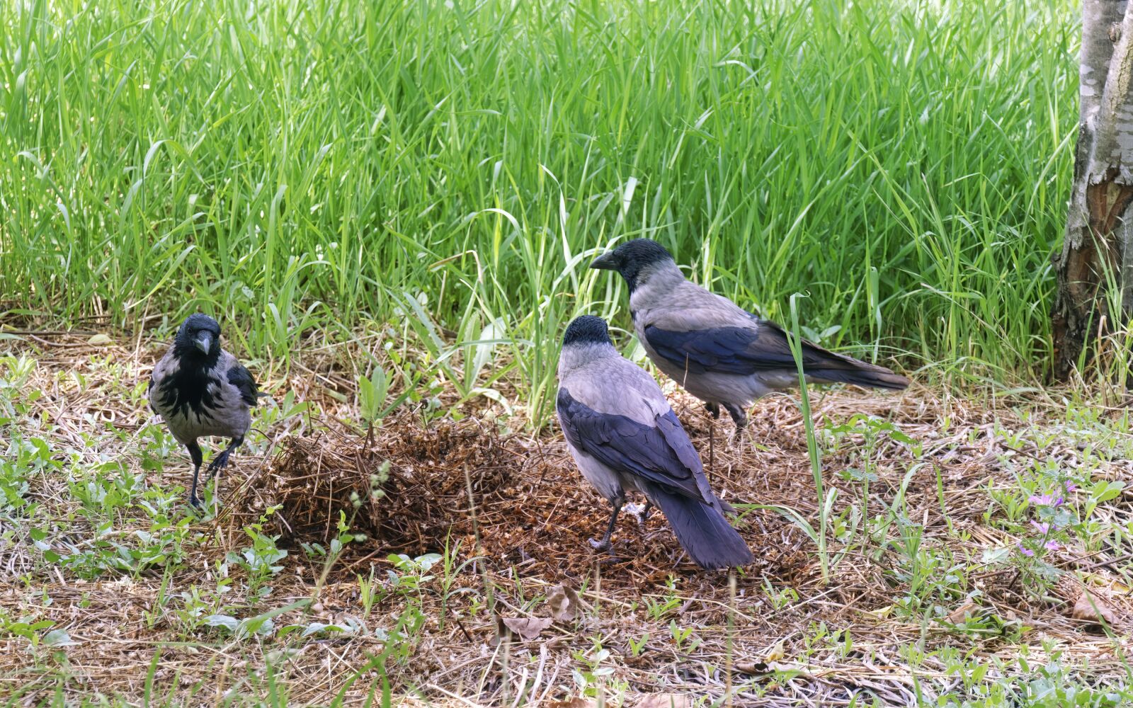 Nikon D5300 sample photo. Birds, try, feathers photography