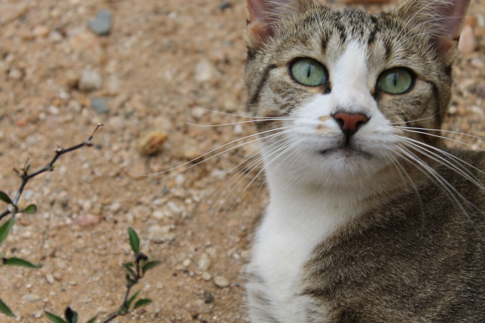 Canon EOS 1100D (EOS Rebel T3 / EOS Kiss X50) sample photo. Kali photography