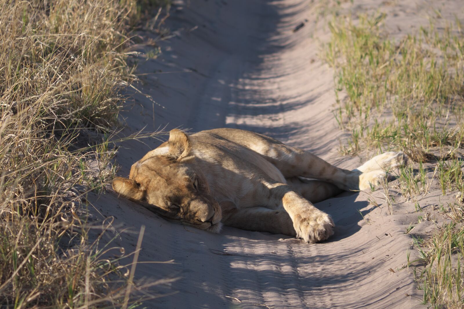 Panasonic Lumix DC-G9 sample photo. Lion, animal, predator photography