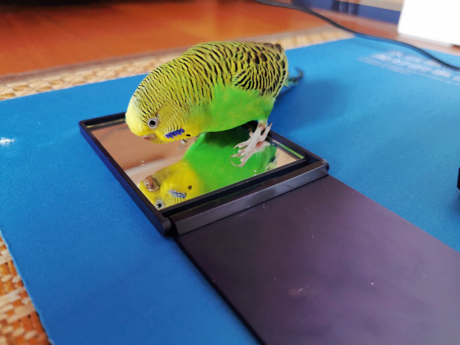 HUAWEI P30 Pro sample photo. Budgie, mirror, female photography