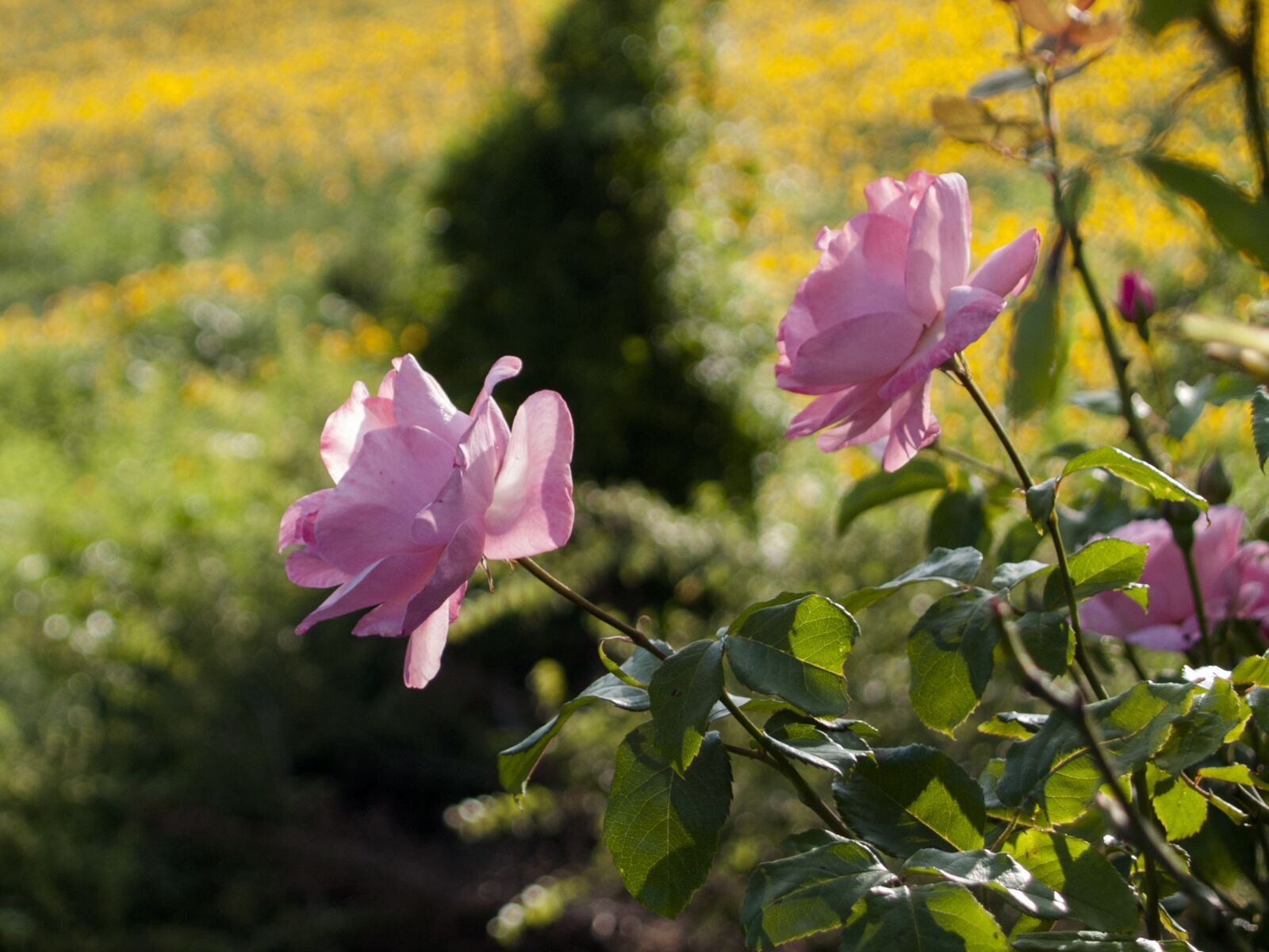 Olympus E-300 (EVOLT E-300) sample photo. Rose, rosa, flowers photography
