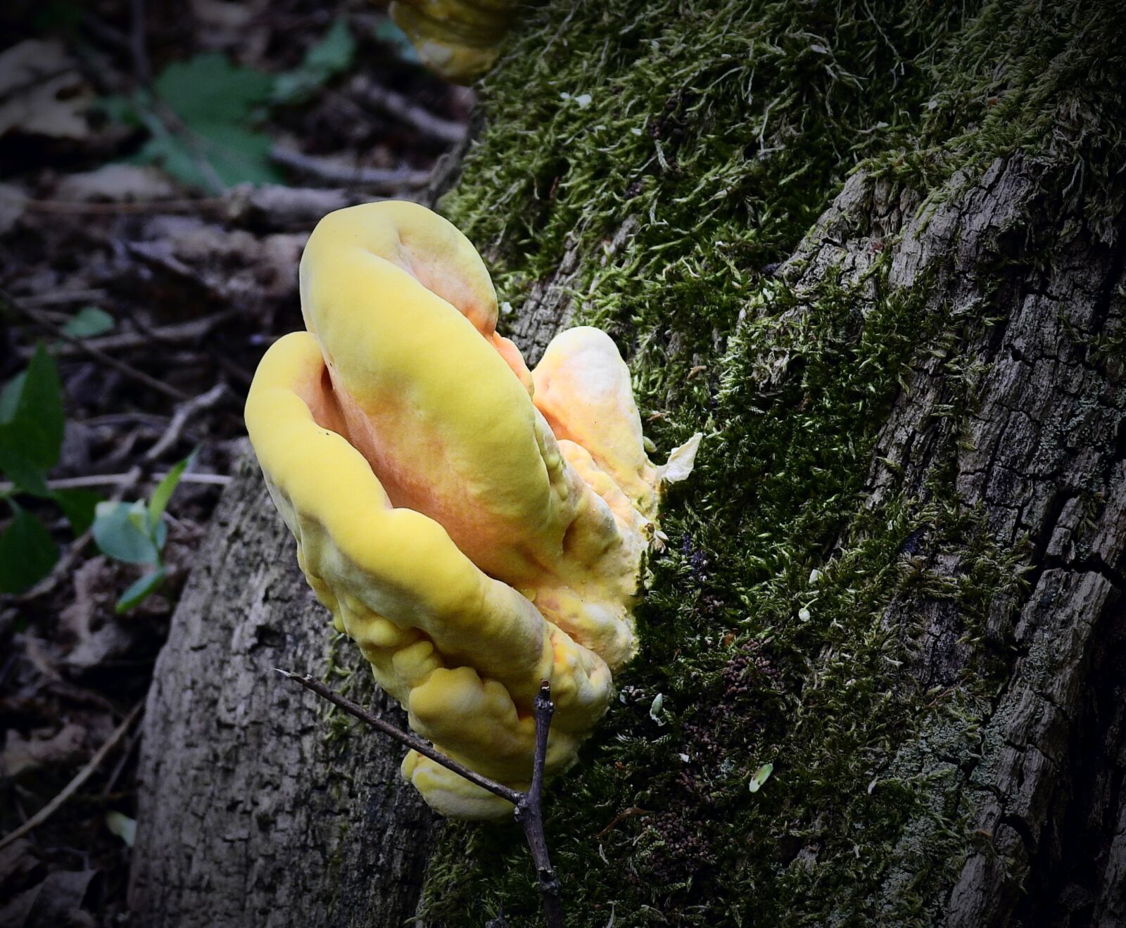 Nikon Coolpix P900 sample photo. Mushroom, yellow, nature photography