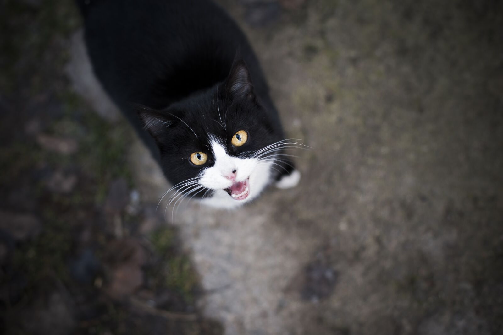 Canon EOS 6D + Canon EF 50mm F1.4 USM sample photo. Cat, eyes, view photography