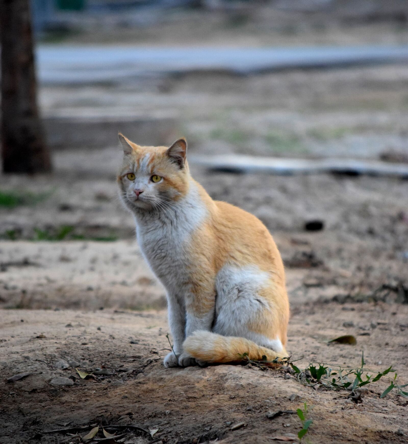 Nikon D3300 sample photo. Cat, cat photography, cat photography