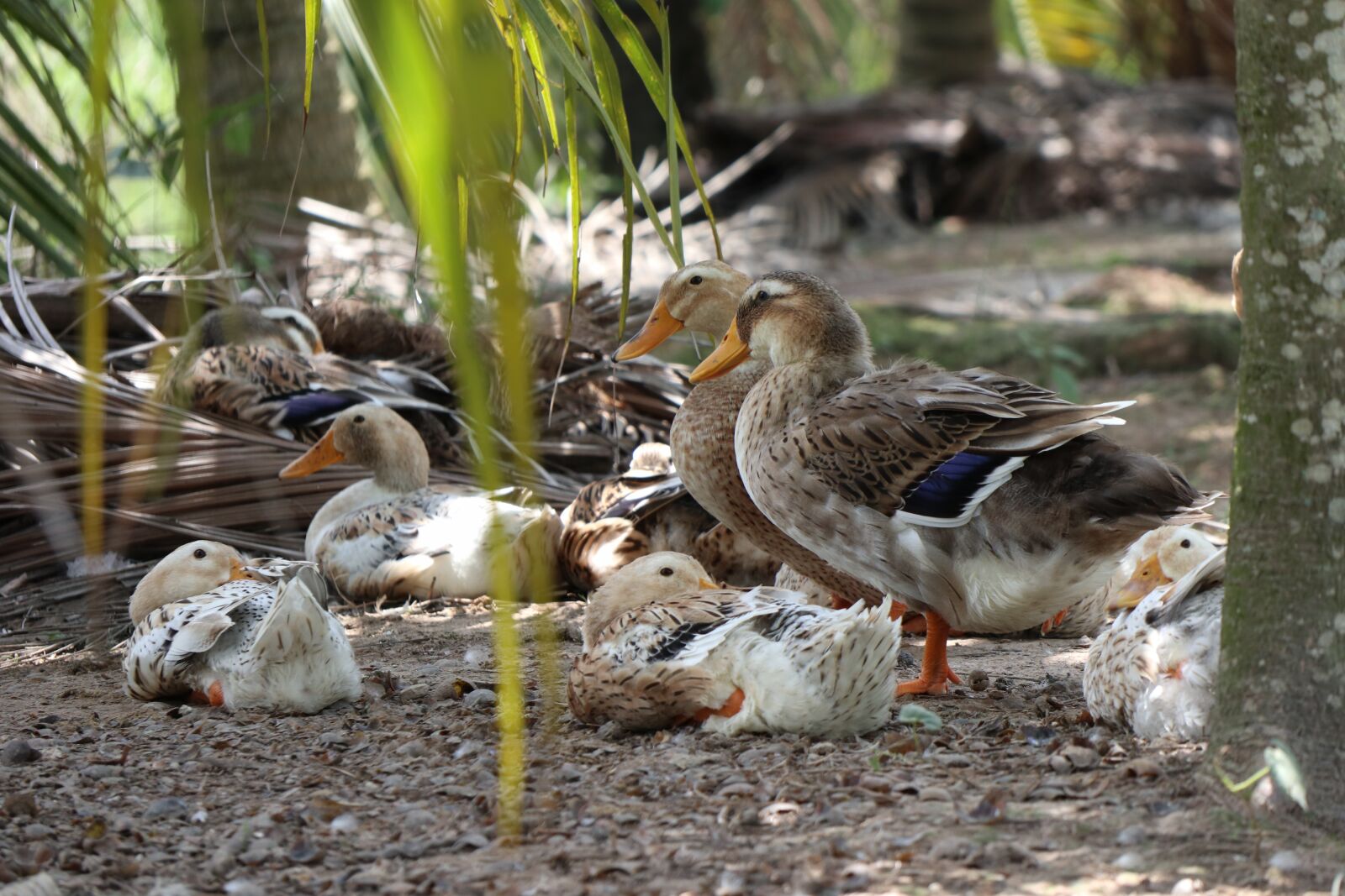 Canon EOS M6 sample photo. Duck rest, brown, swim photography
