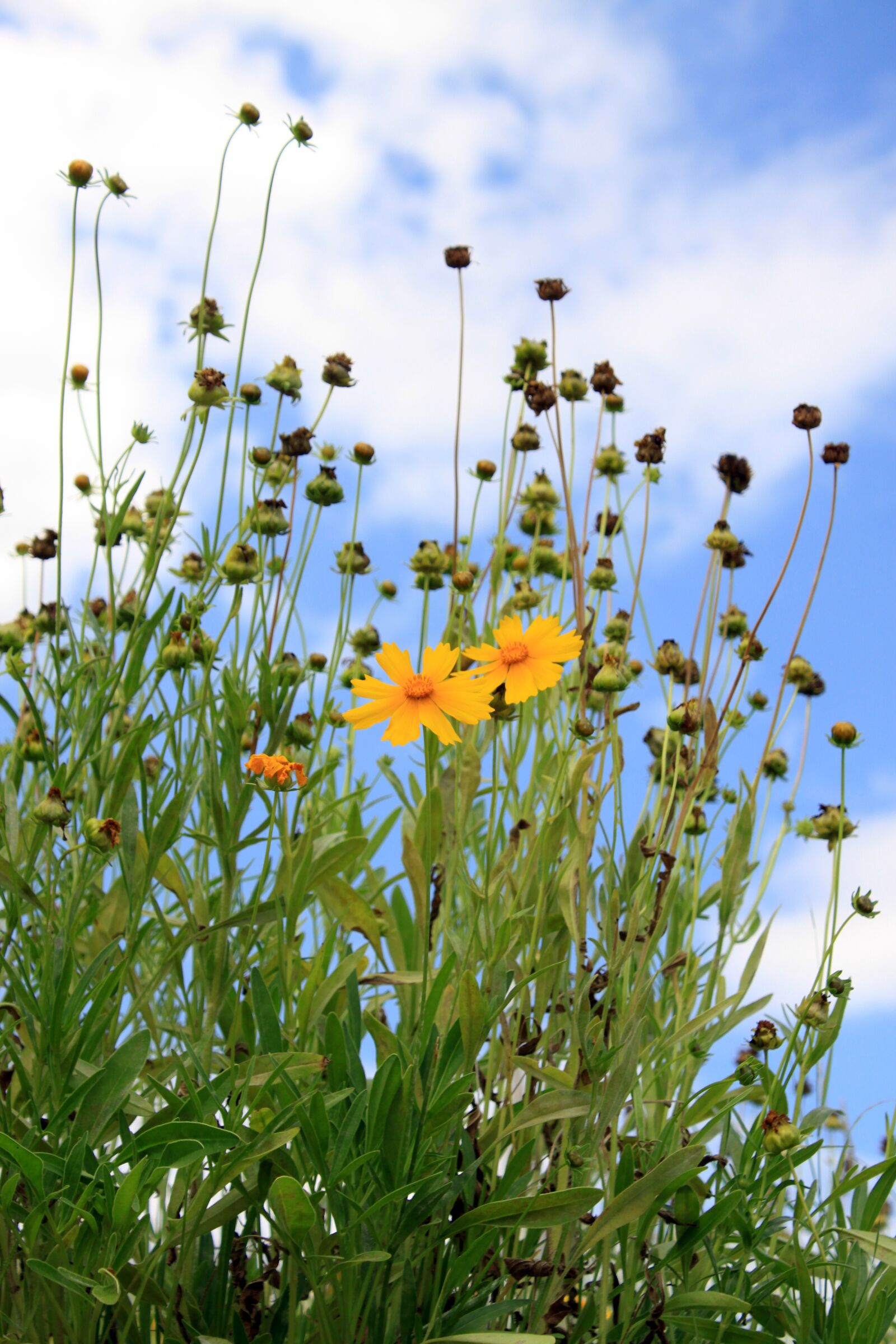 Canon EOS 50D sample photo. Summer, geumgyeguk, yellow flower photography