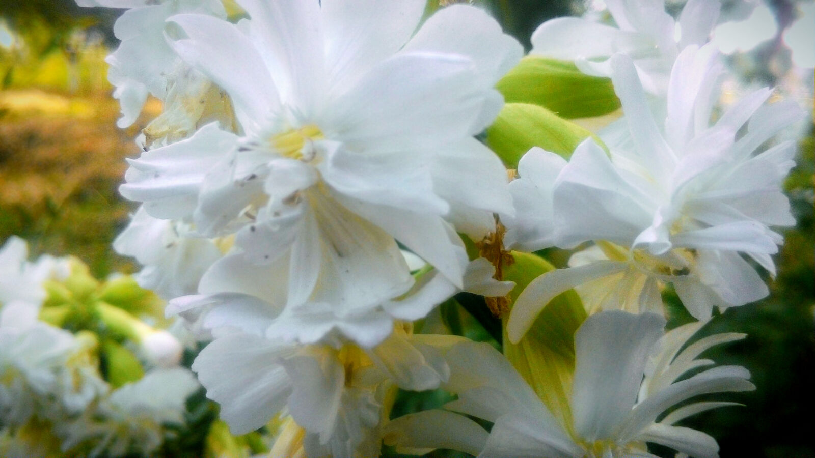 ASUS T00J sample photo. Flower, nature, umarjon, white photography