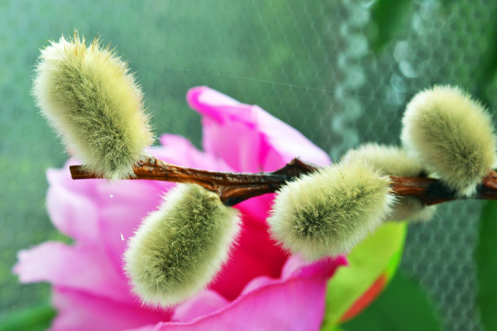Nikon D3100 sample photo. Palm kitten, willow catkins photography