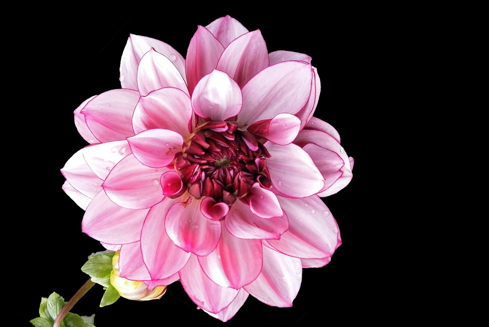 Nikon D3000 sample photo. Dahlia, flower, pink flower photography