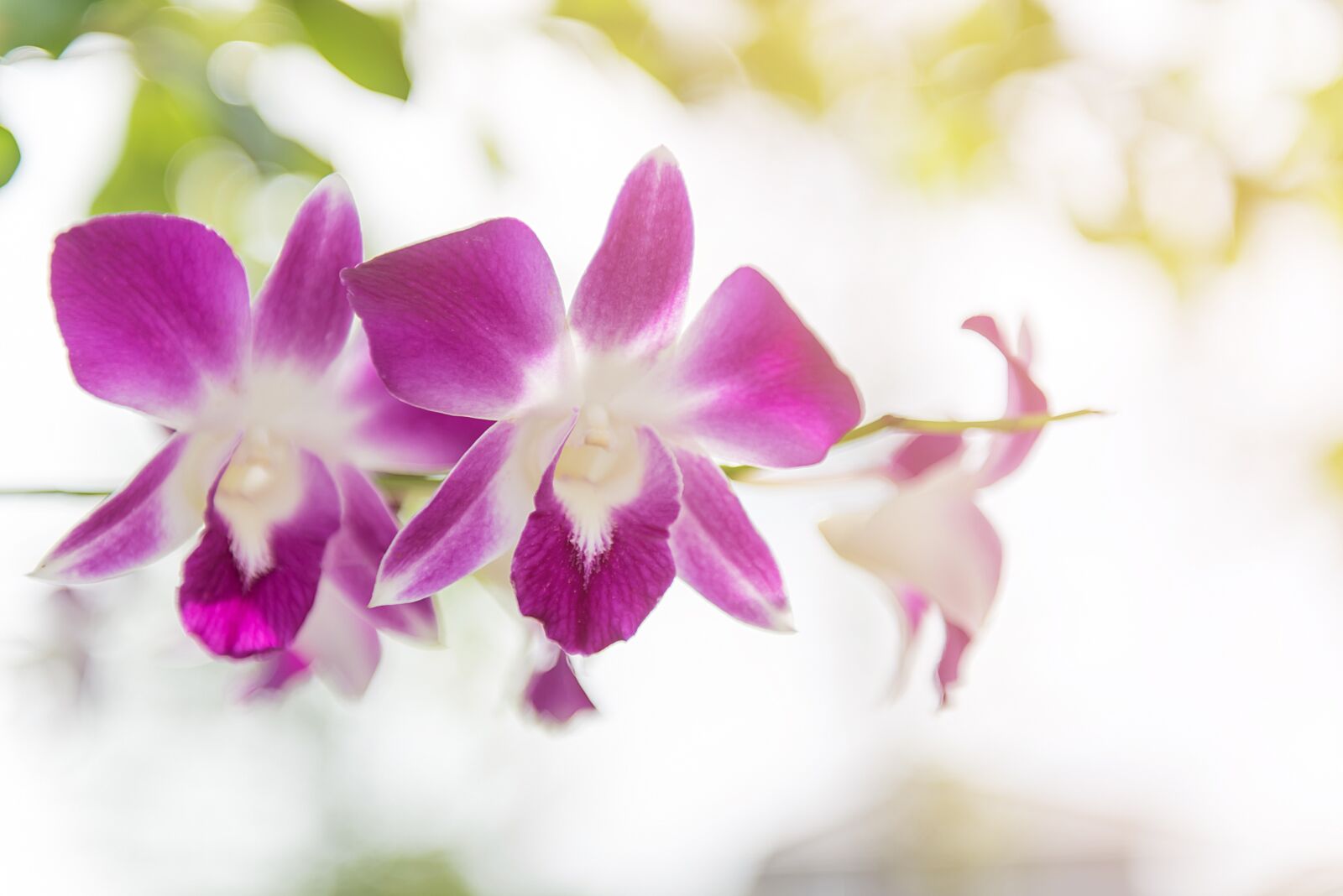 Nikon D750 sample photo. Orchid, flower, purple photography