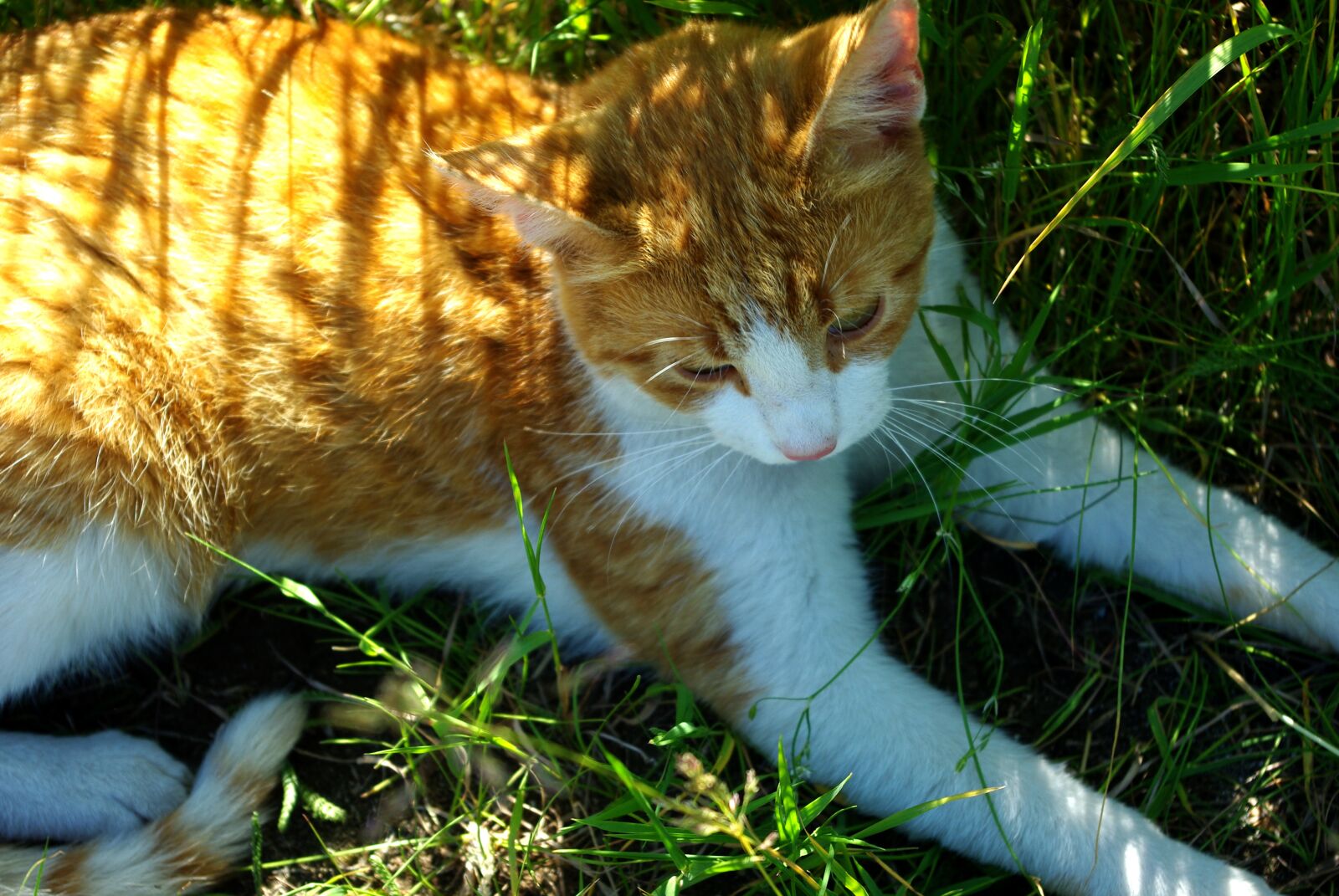 Pentax K200D sample photo. Cat, red-headed cat, grass photography
