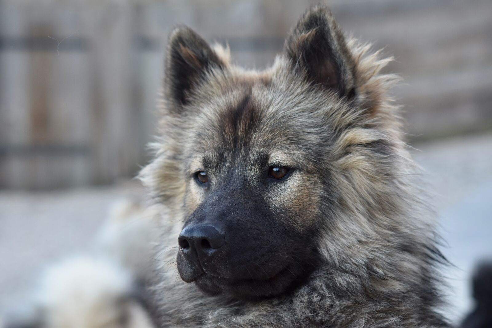 Nikon D5600 sample photo. Dog, bitch, eurasier photography