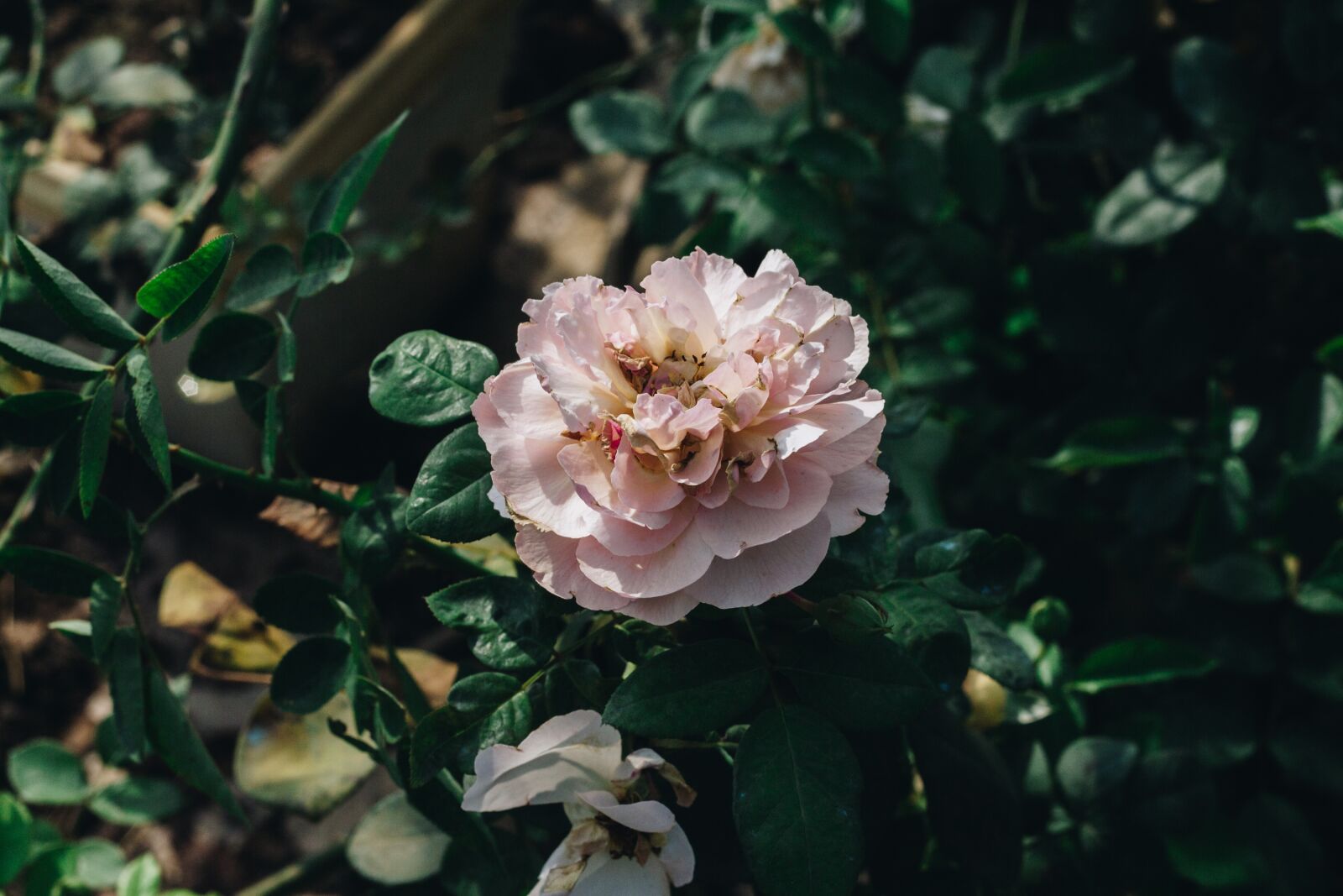Canon EOS 700D (EOS Rebel T5i / EOS Kiss X7i) + Canon EF 50mm F1.8 II sample photo. Flower, pink, sunny photography